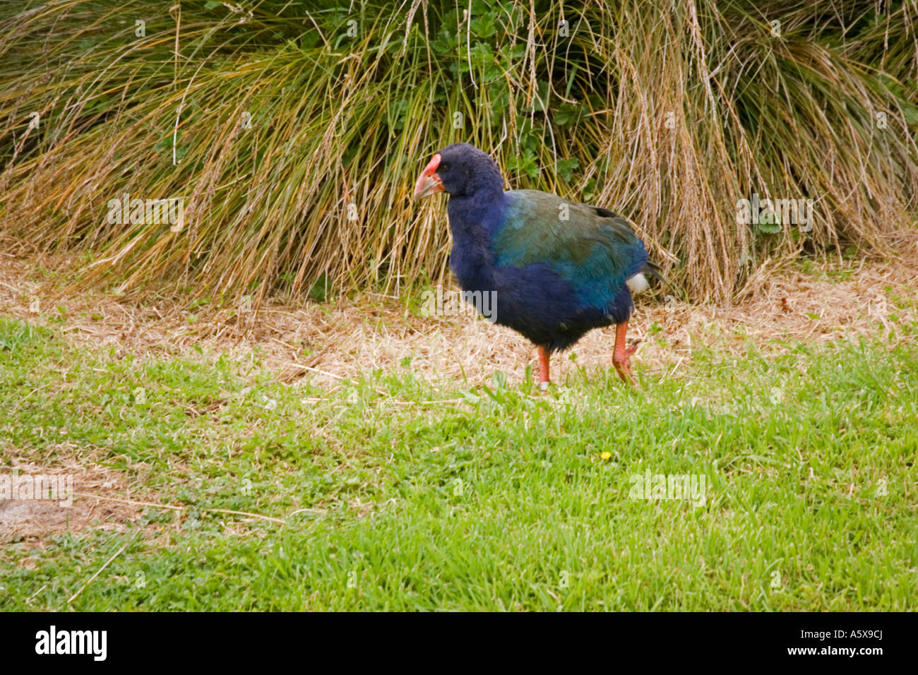 Flightless endemic takahe Porphyrio hochstetteri Mount Bruce Conservation Centre New Zealand Stock Photo