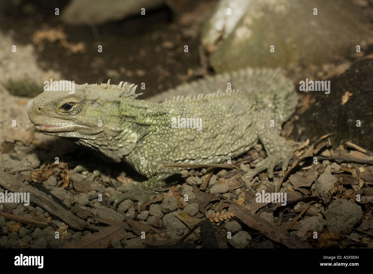 Tuatara lizard Sphenodon punctatus Rainbow Springs North Island New