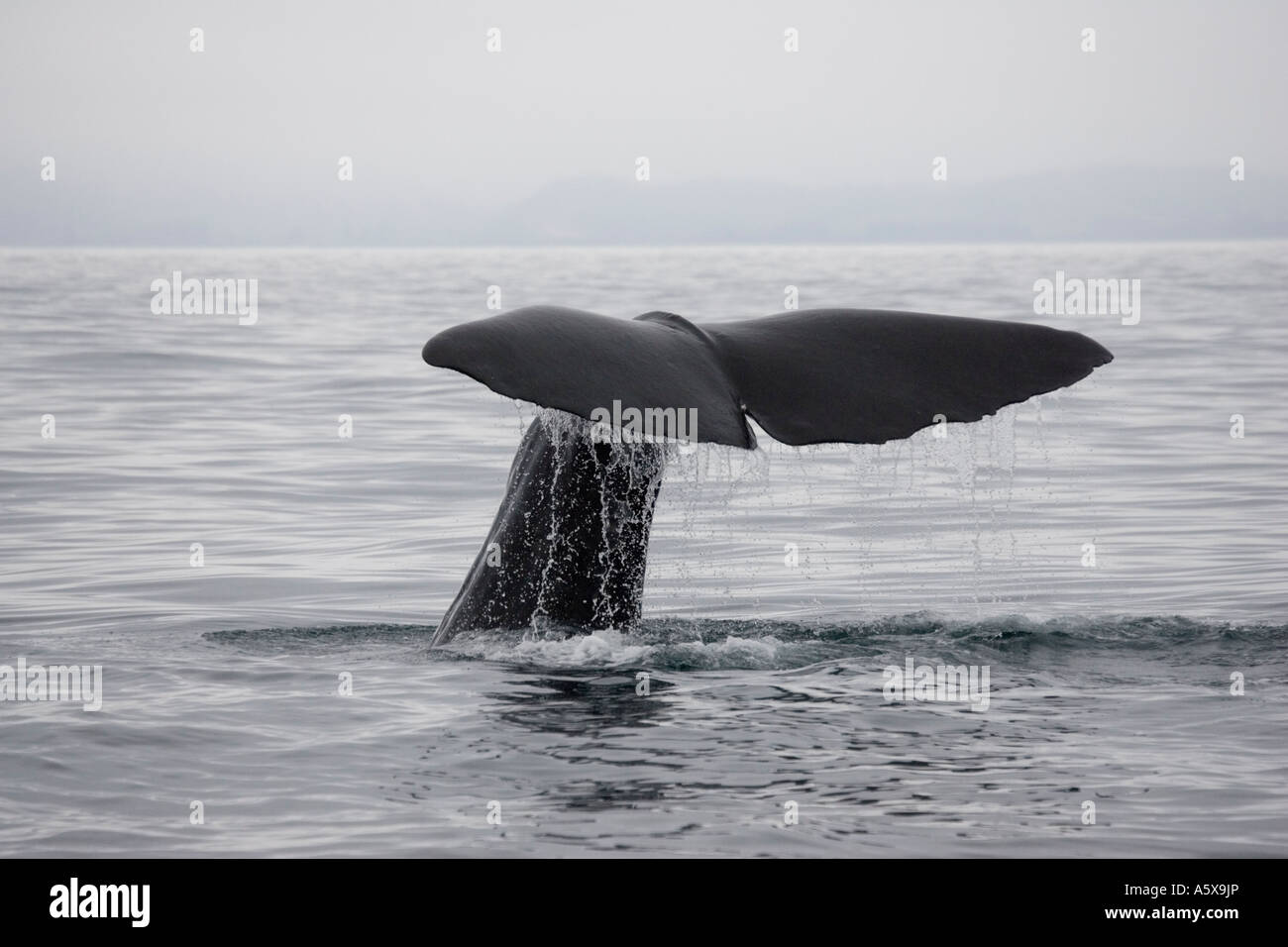 Tail fluke of sperm whale Physeter macrocephalus shedding water ...