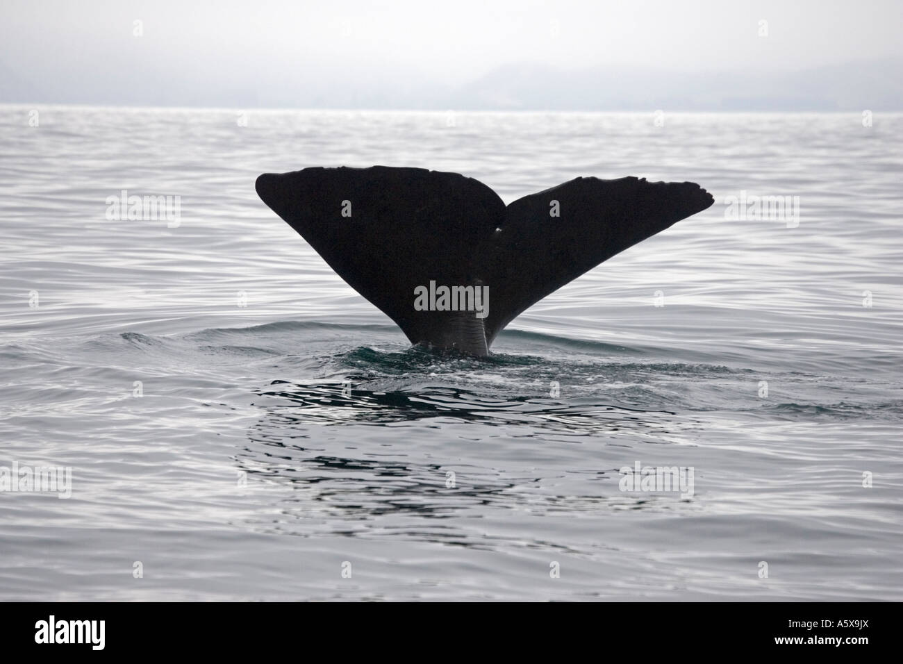 Dripping off tail fluke hi-res stock photography and images - Alamy