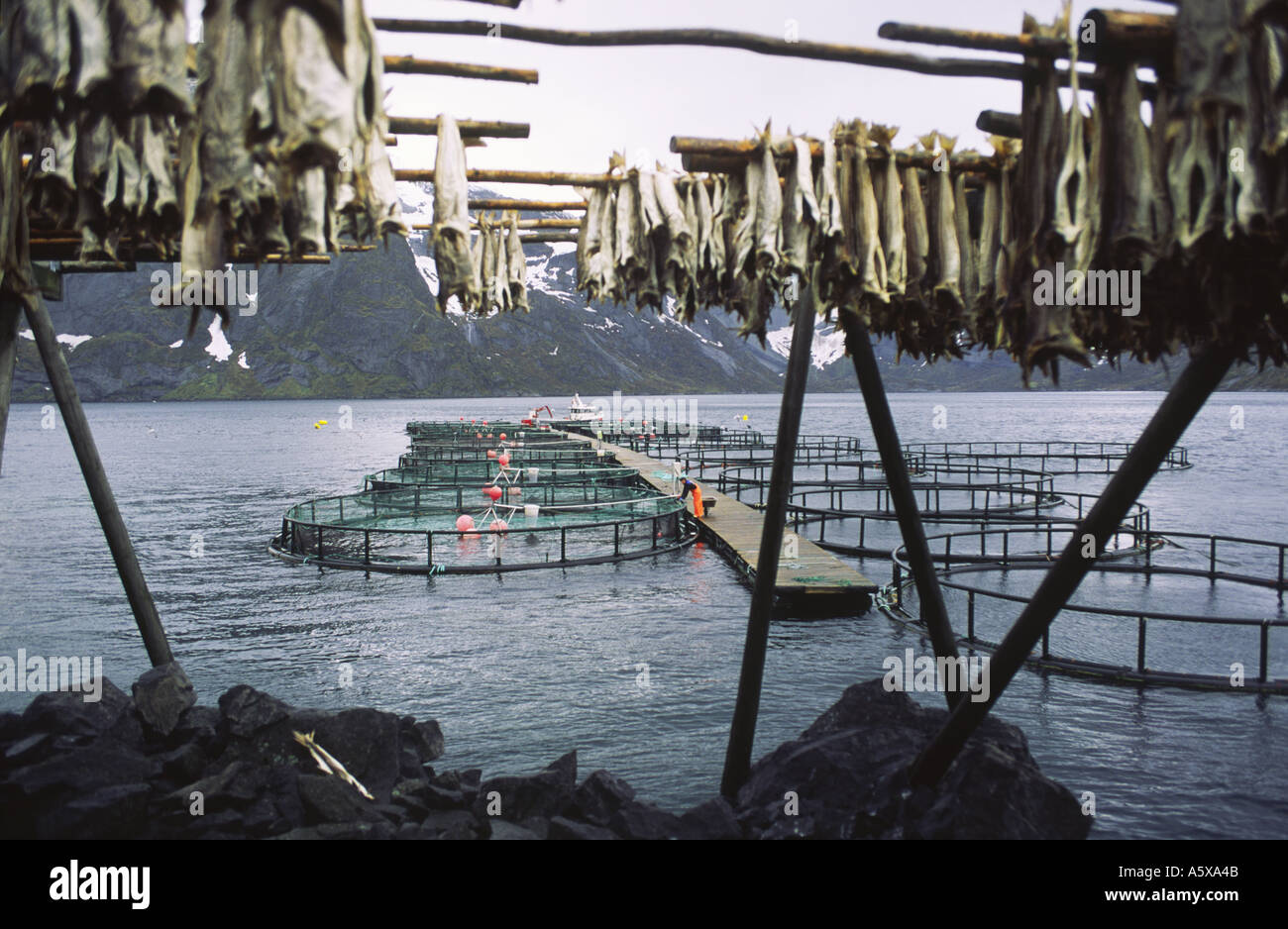 Feeding farm raised cod fish hires stock photography and images Alamy