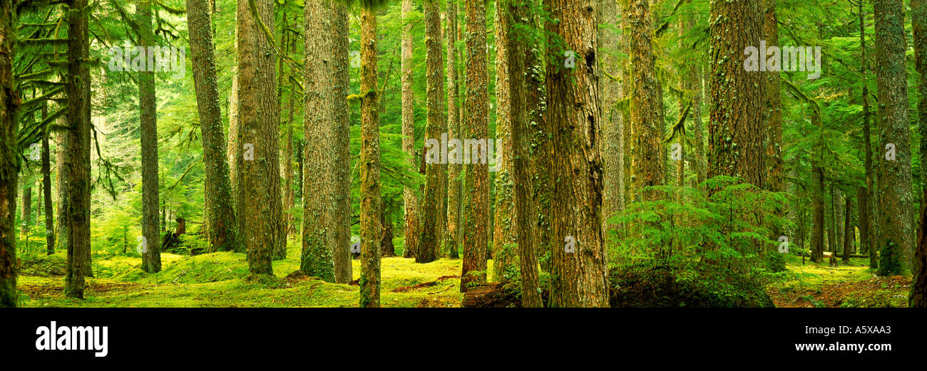 Interior of Temperate rain forest Washington USA Stock Photo