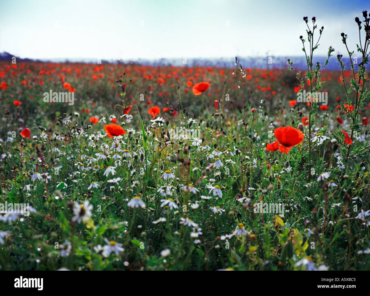 Poppies and Dog Daisies on a Dewy Morning Stock Photo Alamy Poppies and Dog Daisies on a Dewy Morning Stock Photo Alamy