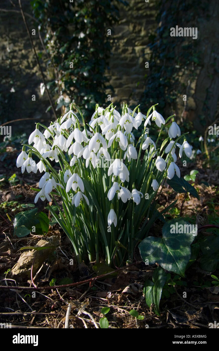 Snowdrops herald the end of winter in woodland in north county Dublin Ireland Stock Photo