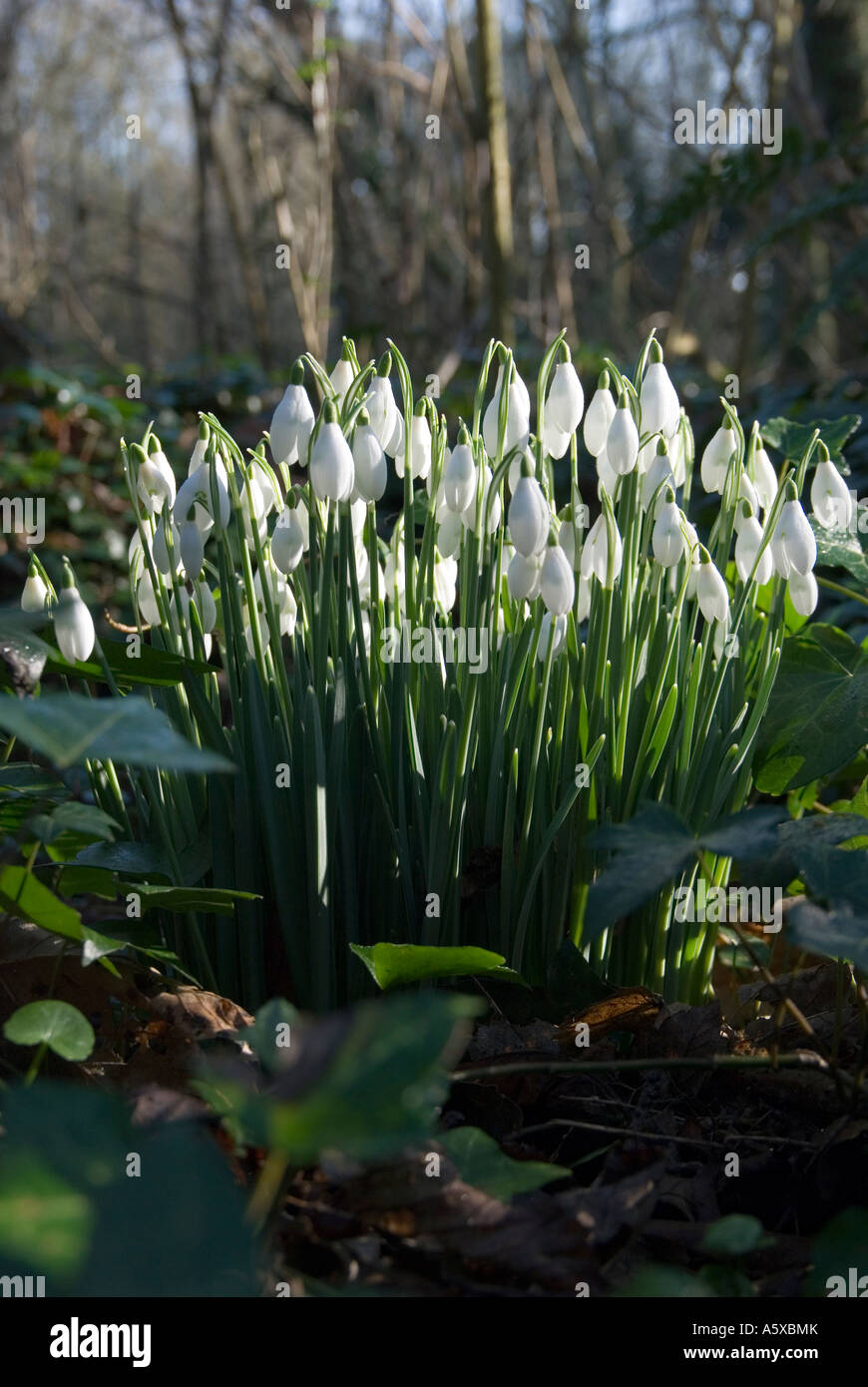 Snowdrops herald the end of winter in woodland in north county Dublin Ireland Stock Photo