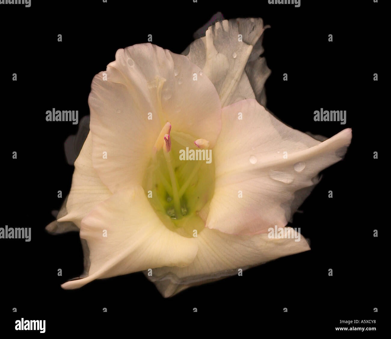 studio still life of white flower Stock Photo