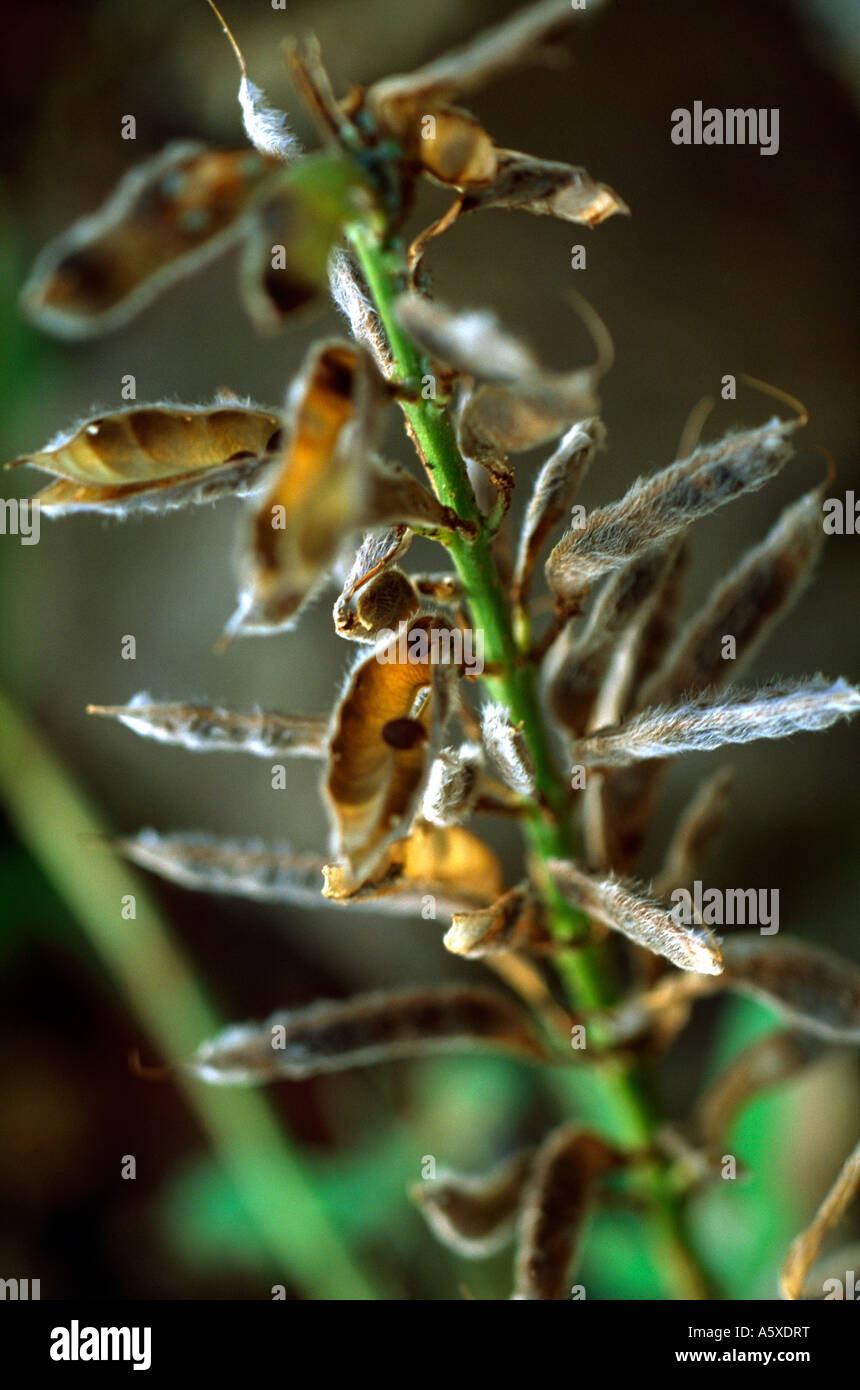 Lupine seeds hires stock photography and images Alamy
