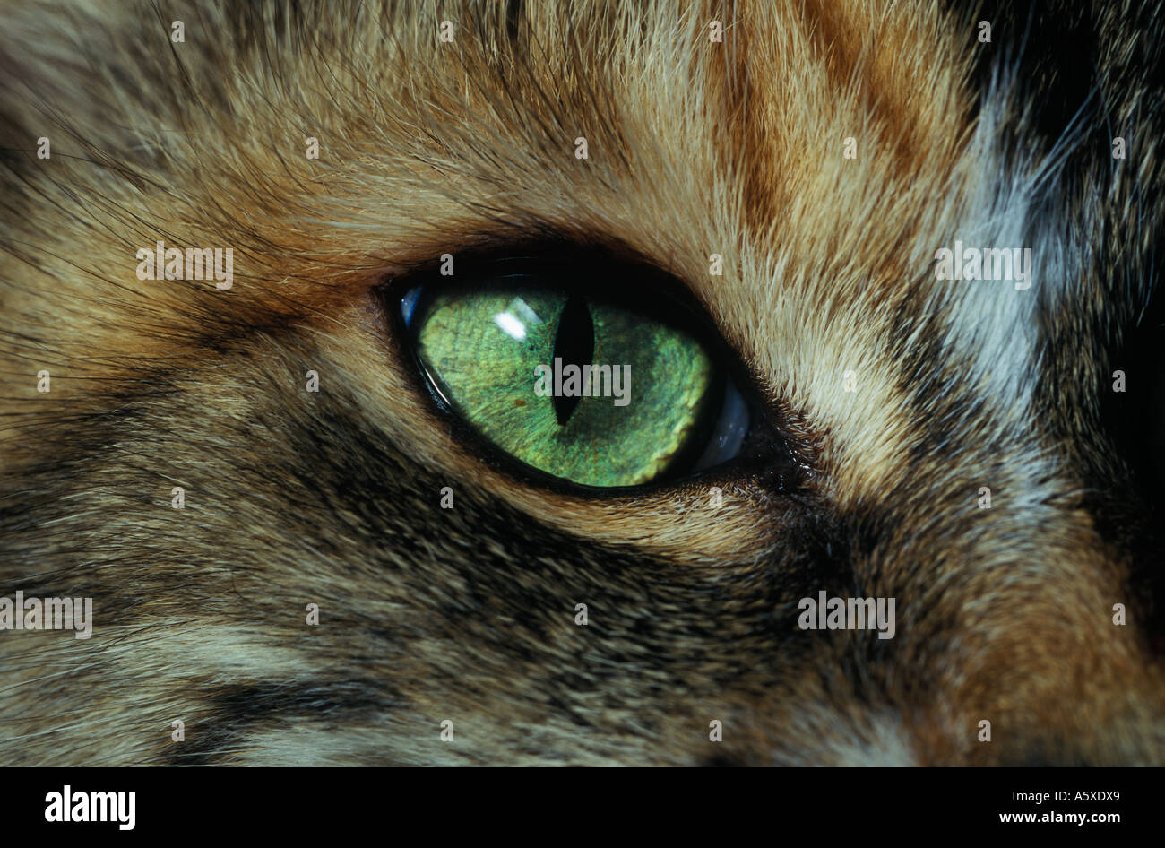 Close up of the Eye of a Dilmun cat Bahrain Stock Photo Alamy