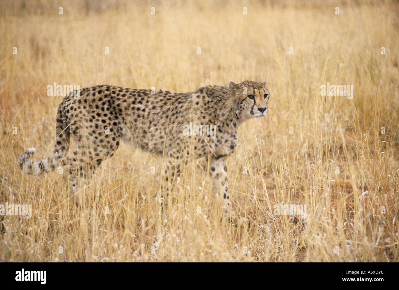 Cheetah and cub in Grass Masai Mara National Park Kenya Stock Photo