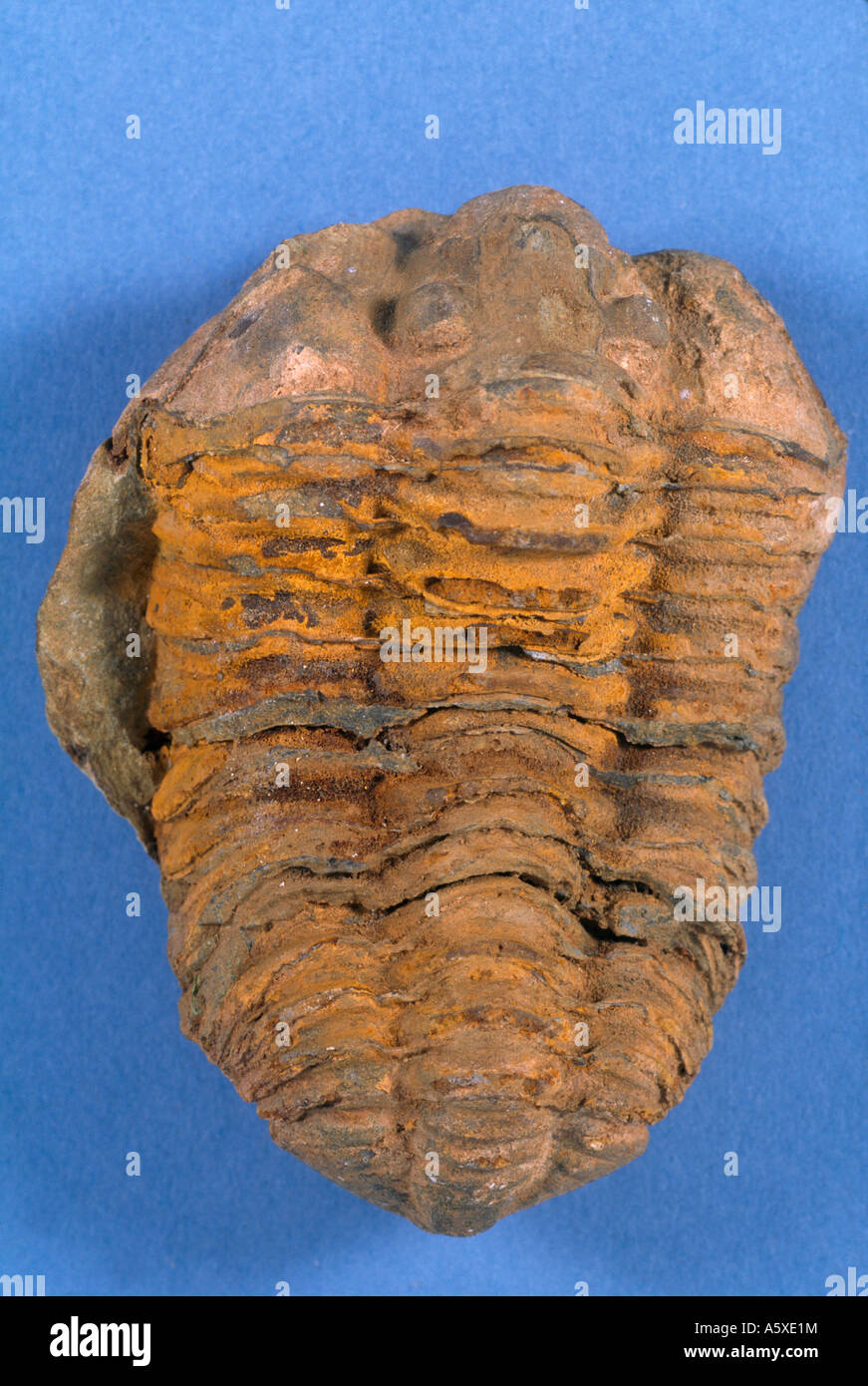 Fossil Trilobite Stock Photo