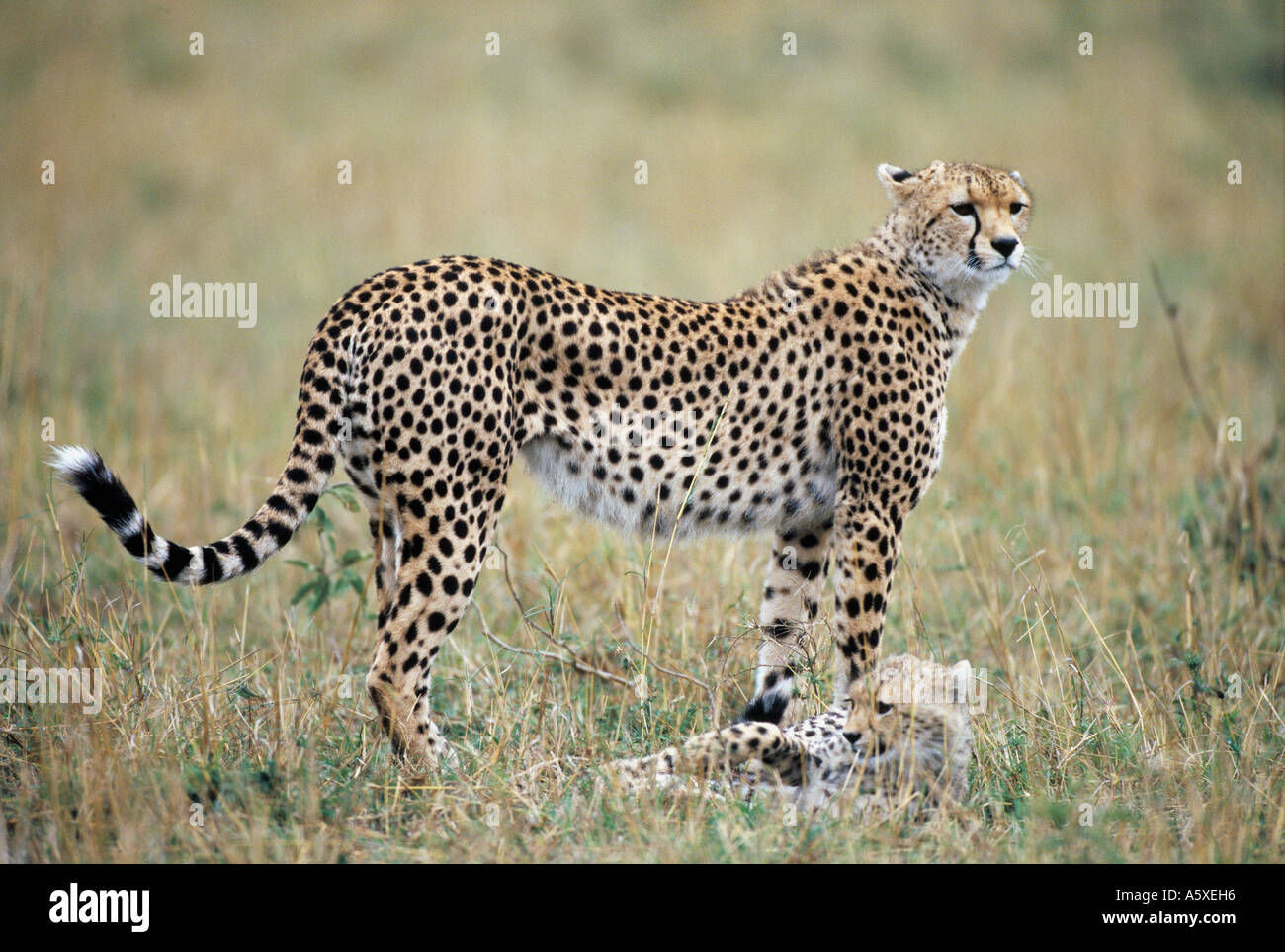 Cheetah and cub Masai Mara National Park Kenya Stock Photo - Alamy