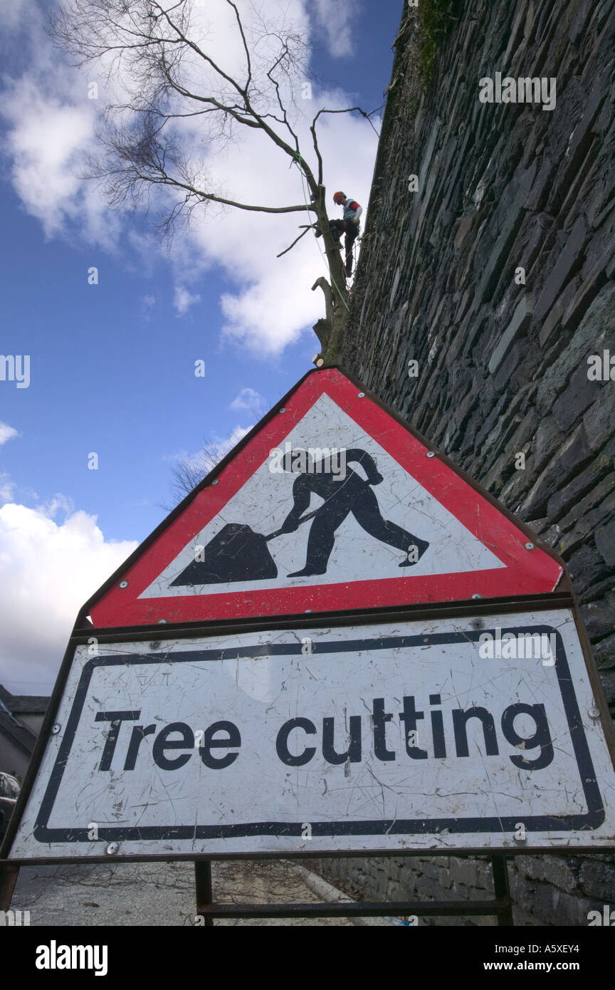 a tree surgeon cutting a Beech tree down, in Ambleside, Cumbria, UK, with warning sign Stock Photo