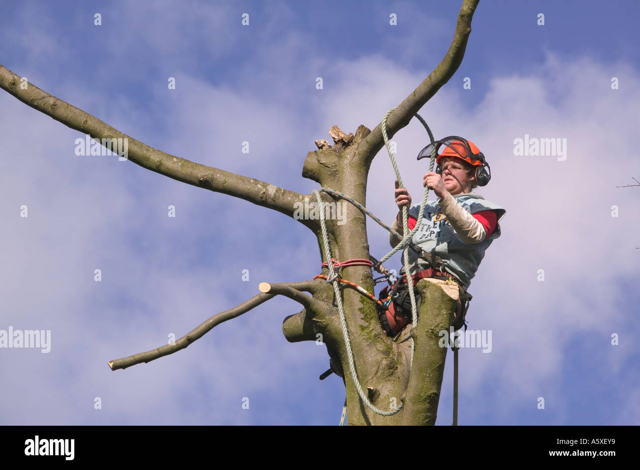Tree surgeon chopping down tree hi-res stock photography and images - Alamy