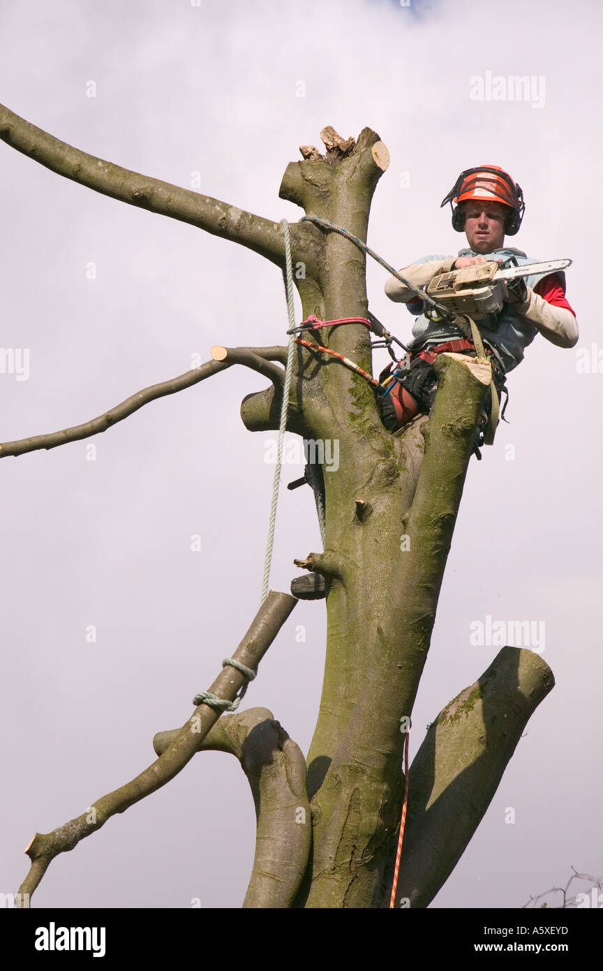 Tree Surgeon Cutting Down Tree With A Chain Saw High Resolution Stock ...