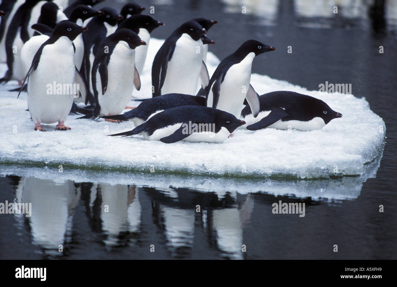 Adelie Penguins on Ice Antarctica Stock Photo - Alamy