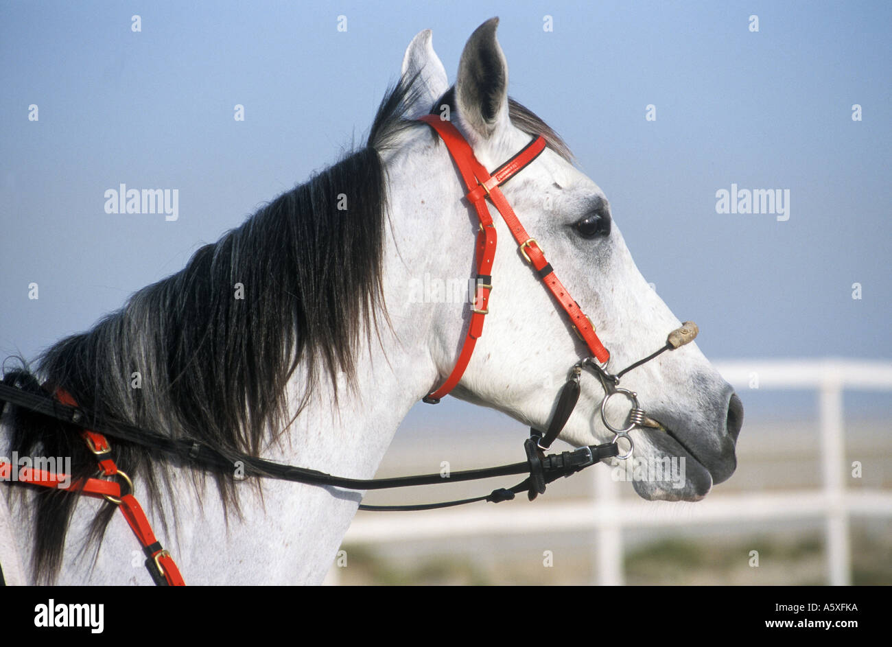 Arabian Horse Bahrain Arabian Gulf Stock Photo Alamy