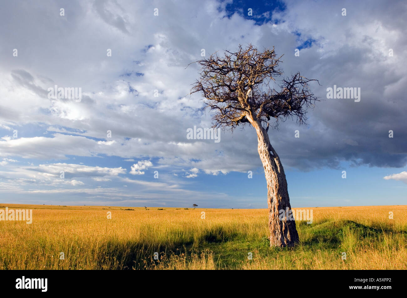 Balanites tree in Savannah grasslands Masai Mara National Park Kenya Stock Photo