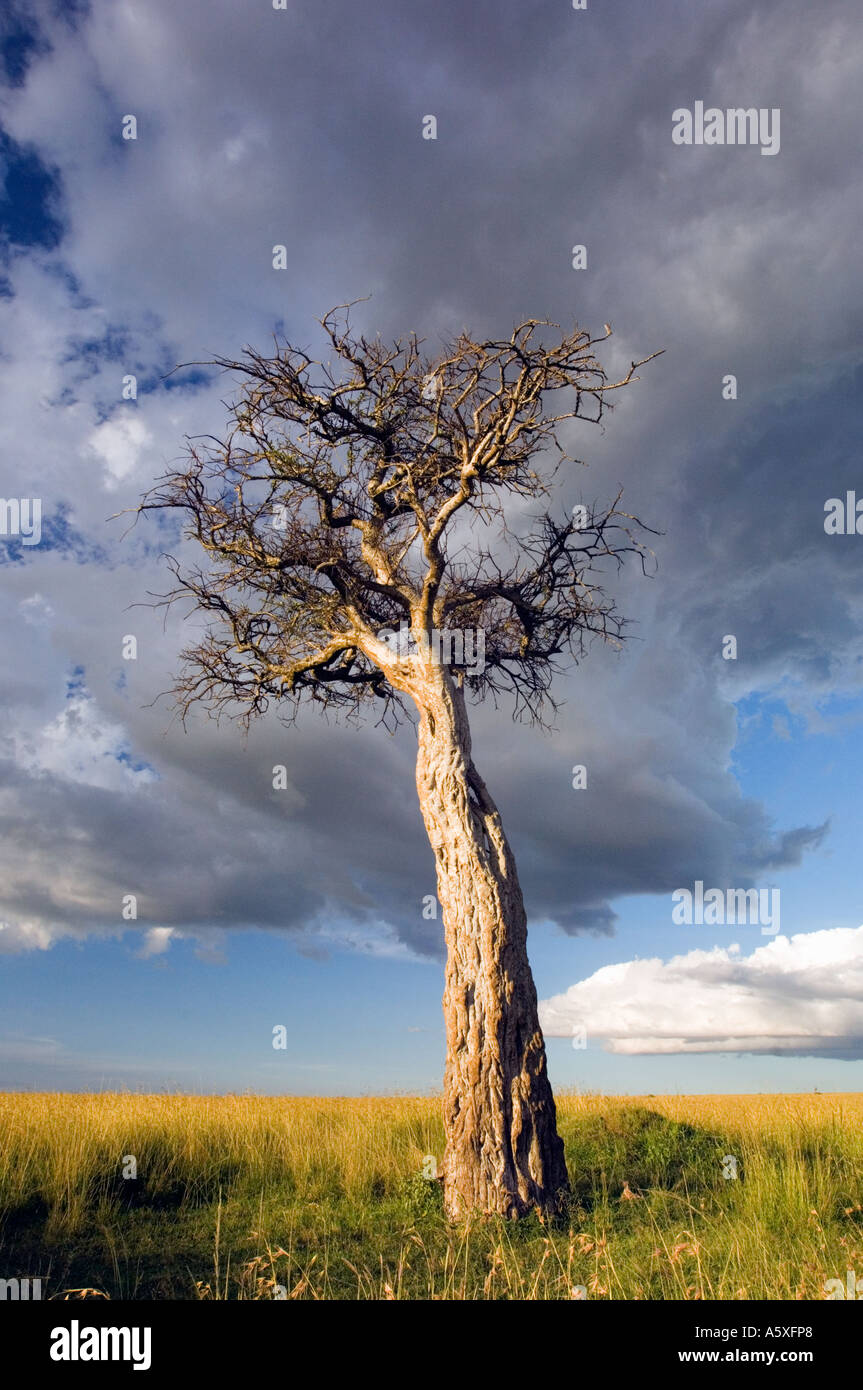Balanites tree in Savannah grasslands Masai Mara National Park Kenya Stock Photo