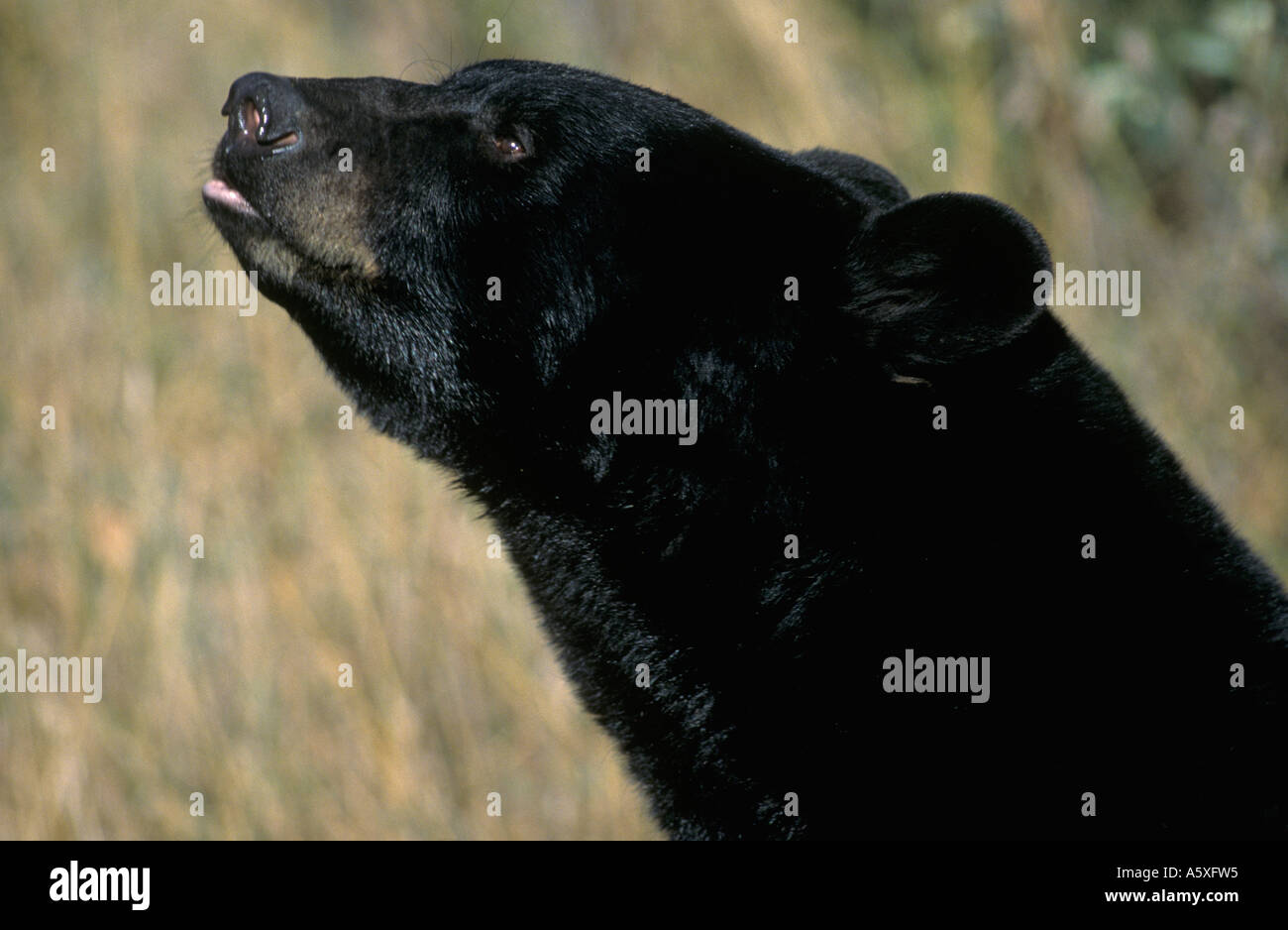 Black Bear Canada Stock Photo