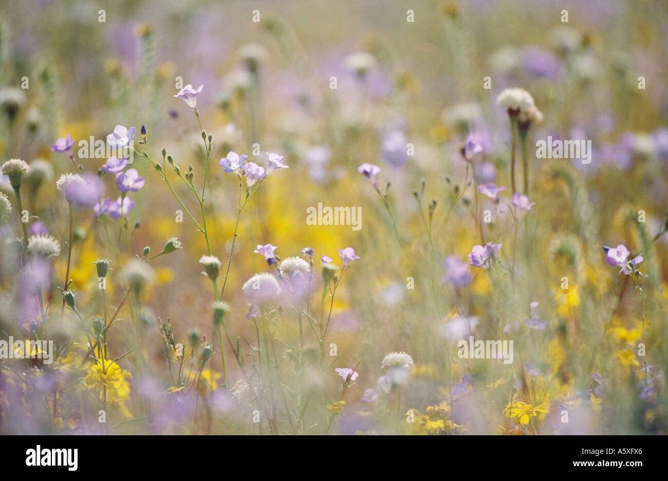 Wildflowers in Spring Antelope Valley California USA Stock Photo