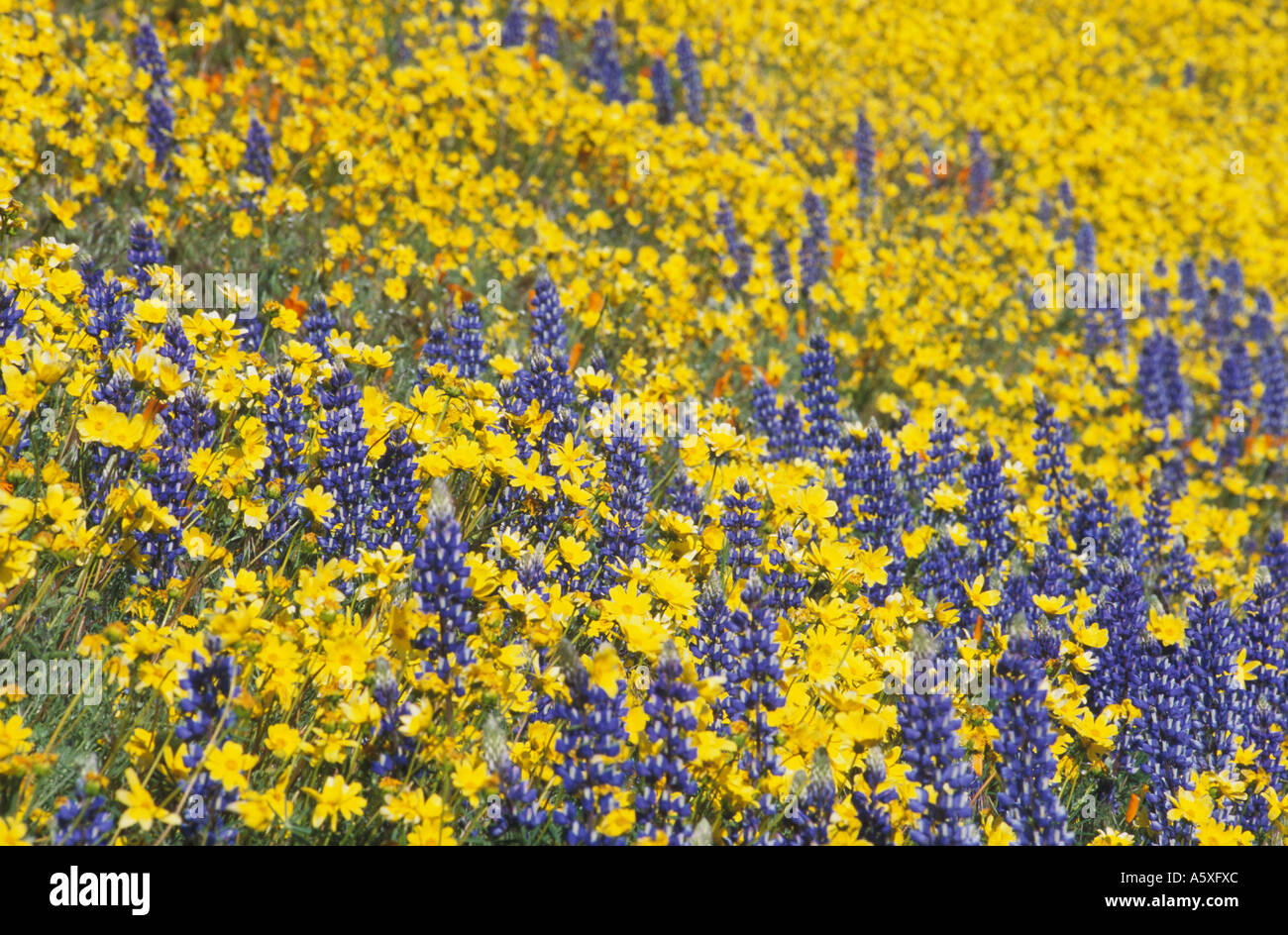 Wildflowers in Spring Gorman California USA Flowers are Californian poppy Eschscholzia californica Bentham Lupine Lupinus bentha Stock Photo