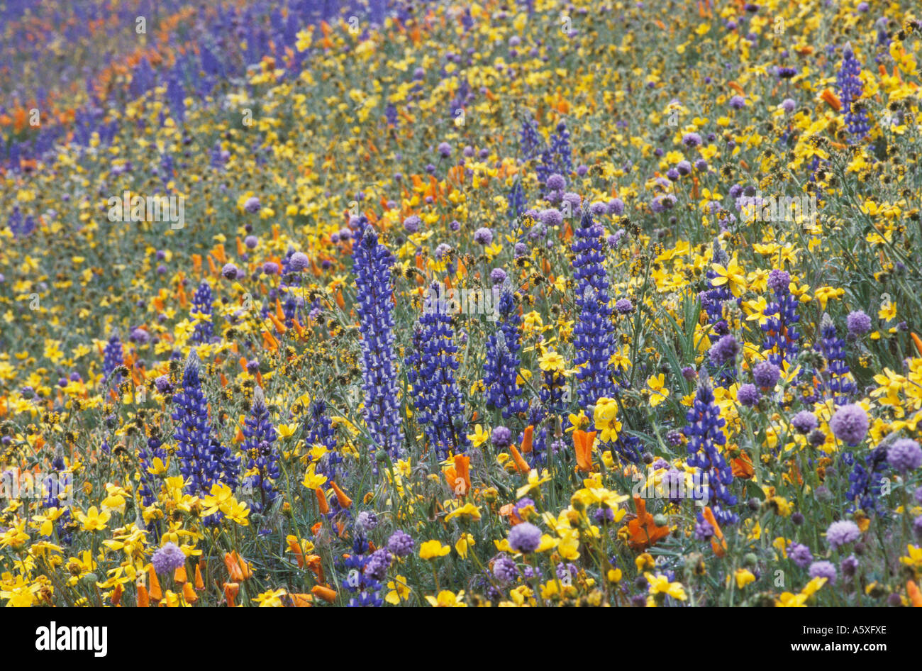 Wildflowers in Spring Gorman California USA Flowers are Californian poppy Eschscholzia californica Bentham Lupine Lupinus bentha Stock Photo
