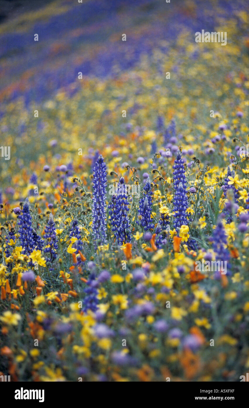 Wildflowers in Spring on Hillside Gorman California USA Flowers are Californian poppy Eschscholzia californica Bentham Stock Photo