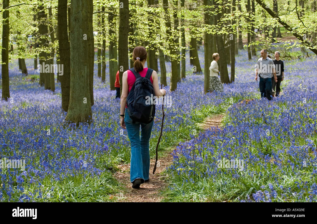 Women Walker - Ashridge Woods Bluebells - Buckinghamshire Stock Photo