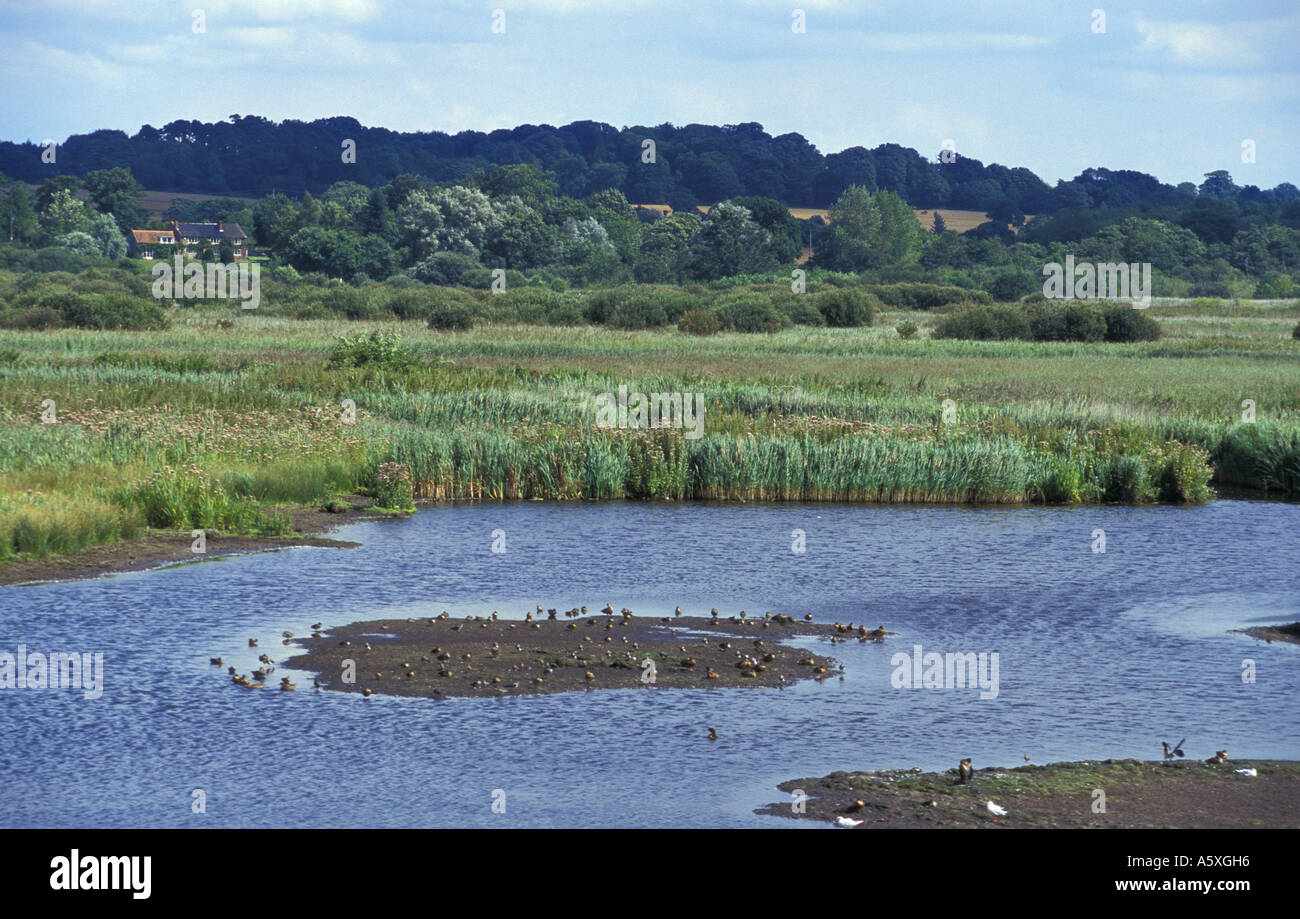 View across ponds and reed beds at Mid Yare National Nature Reserve Norfolk England Stock Photo