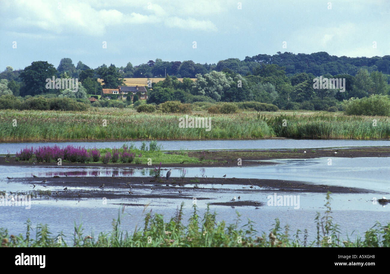 View across ponds and reed beds at Mid Yare National Nature Reserve Norfolk England Stock Photo