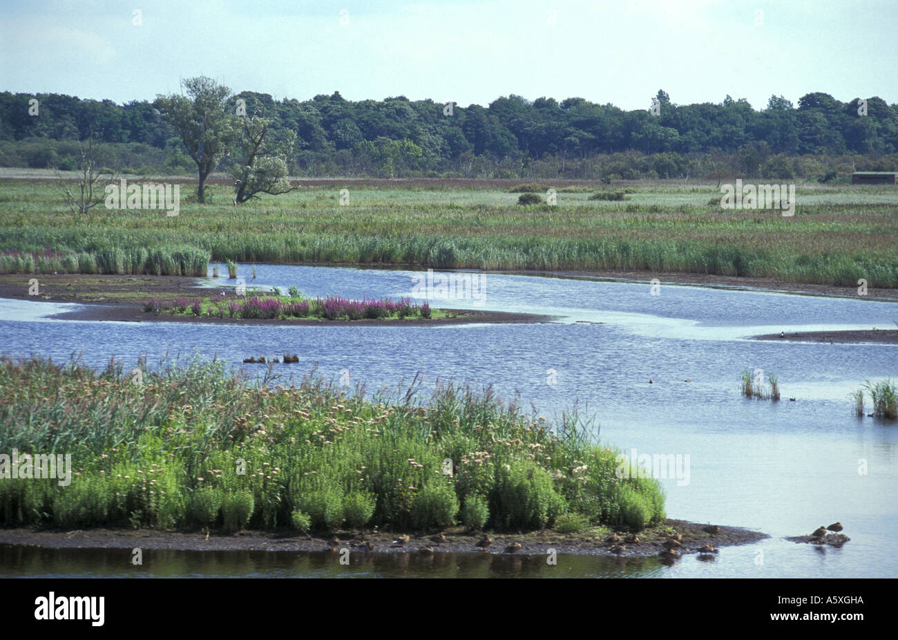 View across ponds and reed beds at Mid Yare National Nature Reserve