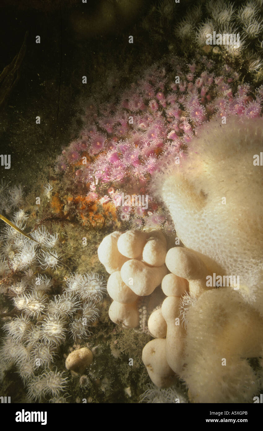 Anemones and Dead mens fingures cover a rock face underwater off the South Devon Coast England Stock Photo