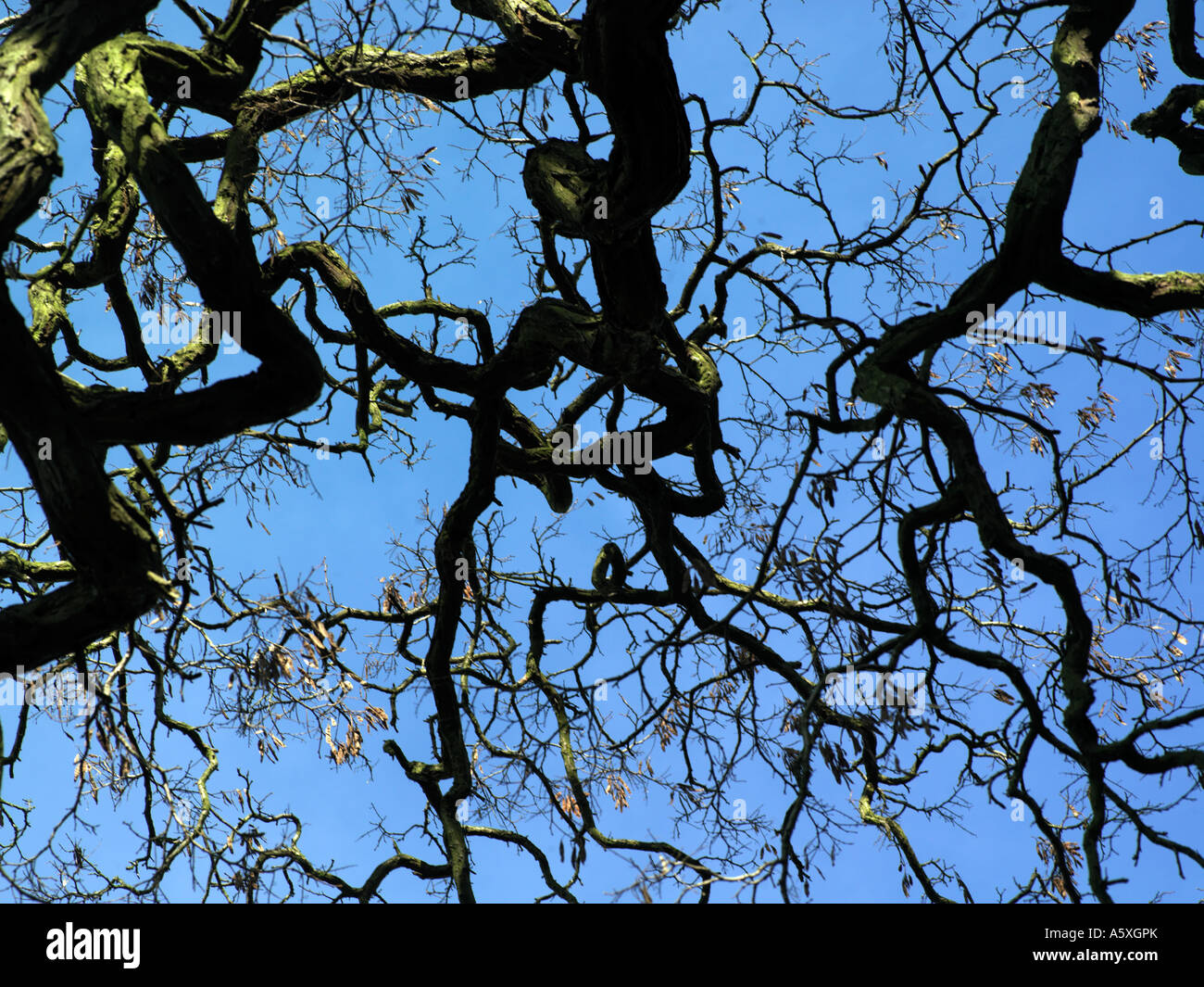 Branches of Tree Stock Photo Alamy