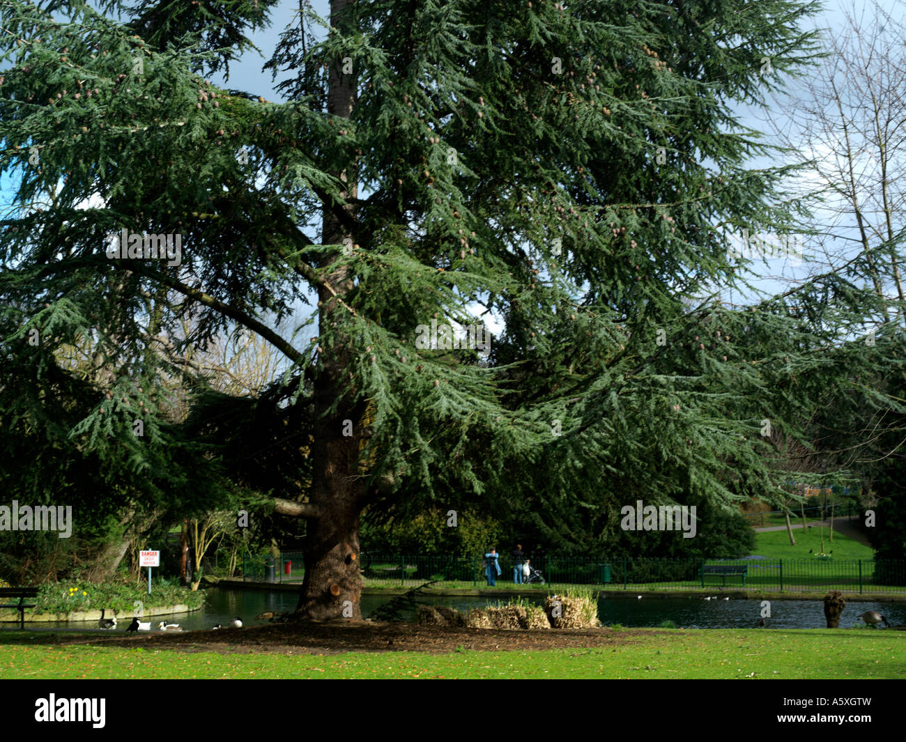 Cedar Tree Grove Park Carshalton Surrey England Stock Photo