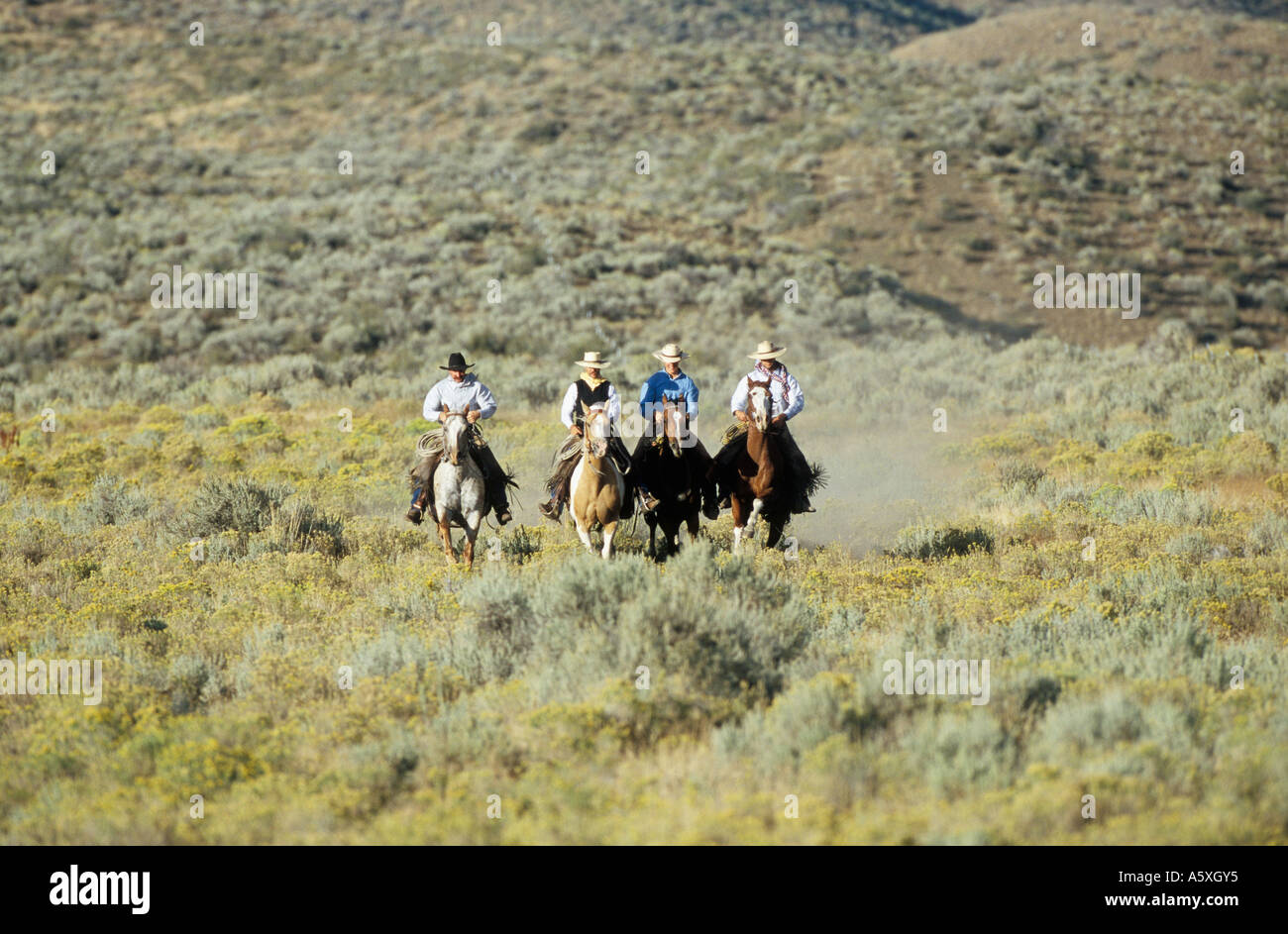 Four Cowboy Riders Four Cowboys riding through sagebrush Oregon USA Stock Photo - Alamy