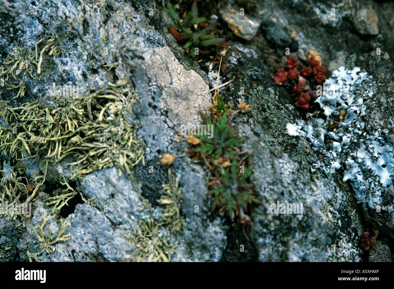 Close up of lichen on rock Wales UK Stock Photo
