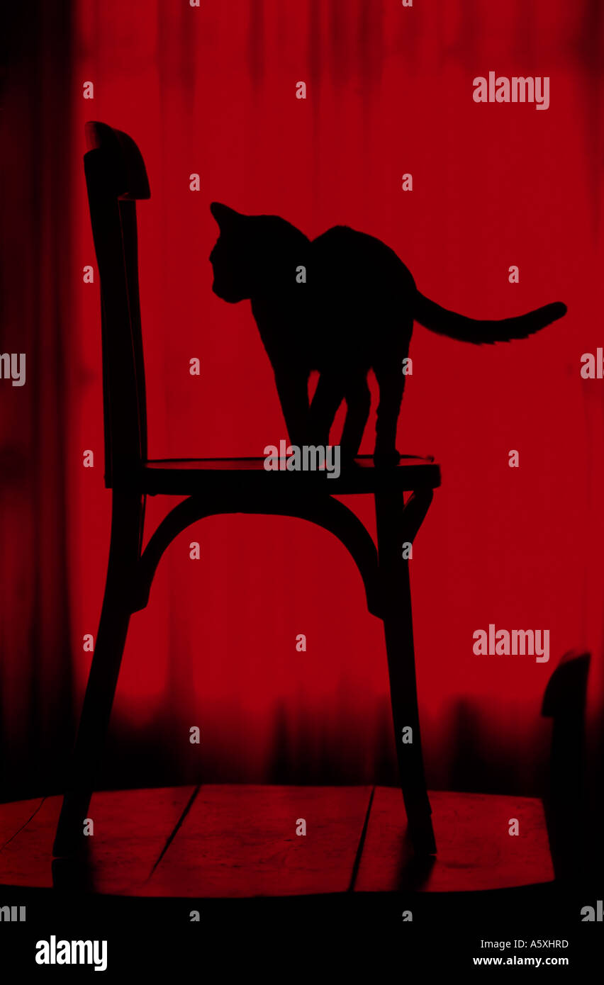 Abyssin High Resolution Stock Photography And Images Alamy Abyssin High Resolution Stock Photography And Images Alamy