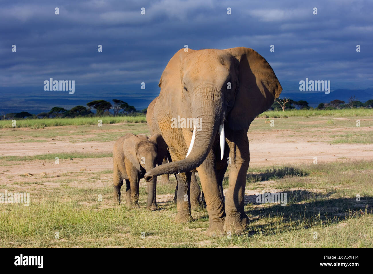 African Elephant Mother and baby against stormy sky Amboseli National Park Kenya Stock Photo