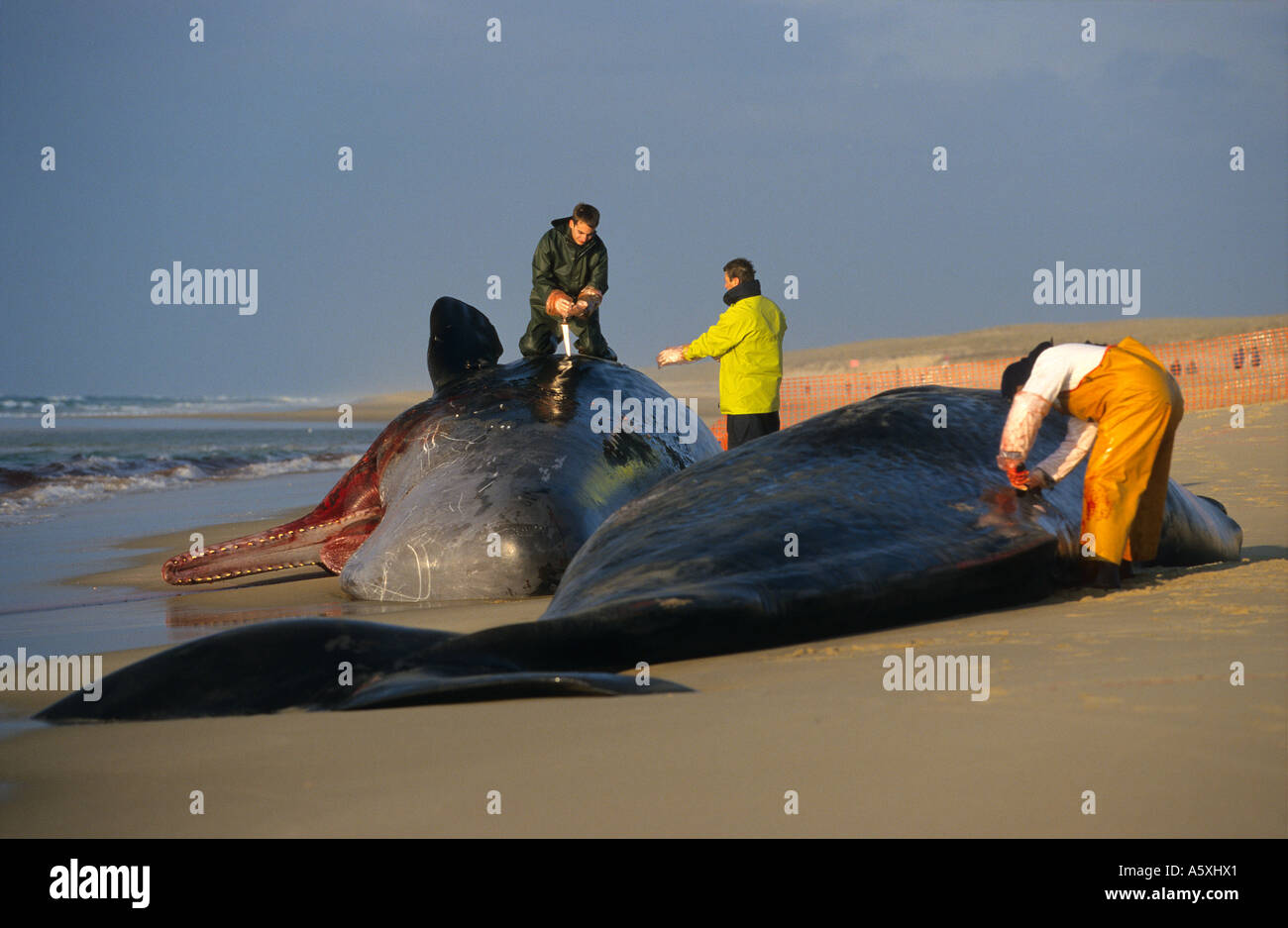 Young male sperm whale in the state of being aground on a French beach.  Jeunes cachalots mâles échoués sur une plage Française Stock Photo