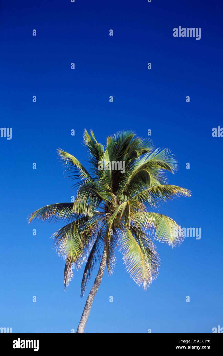 Palm tree blue sea hi-res stock photography and images - Alamy