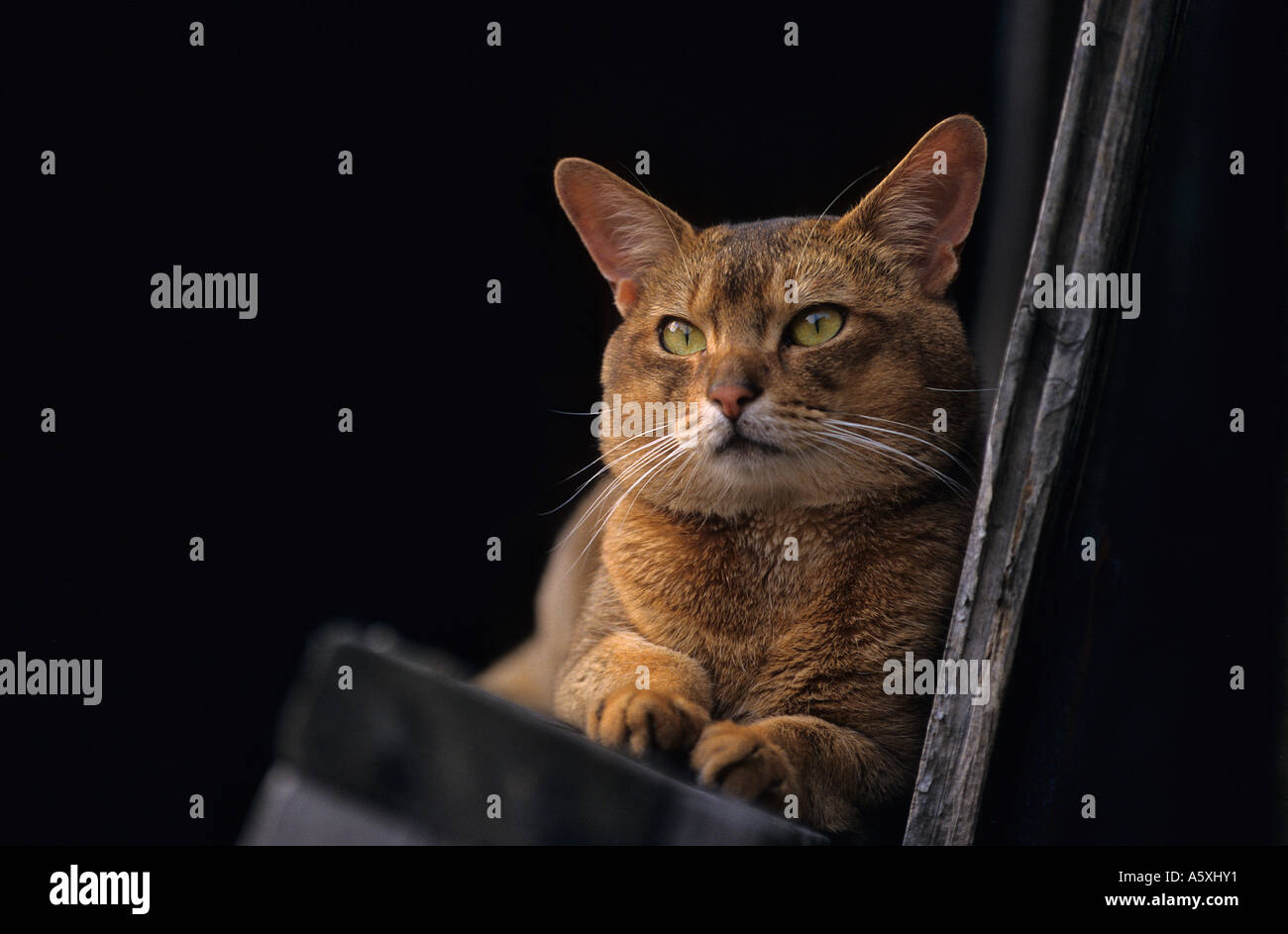 Abyssin High Resolution Stock Photography And Images Alamy