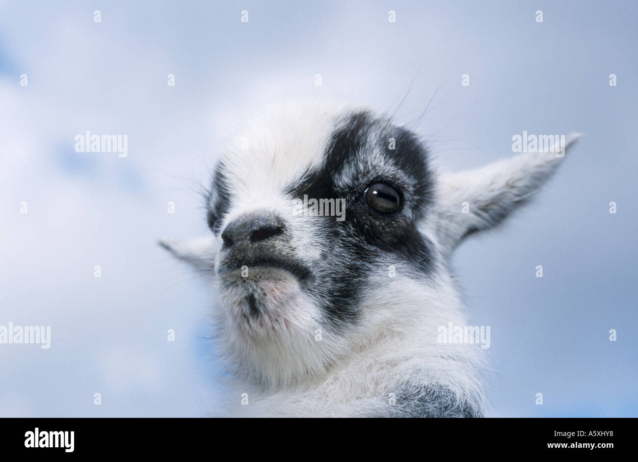 Pygmy Goat View from Below Stock Photo