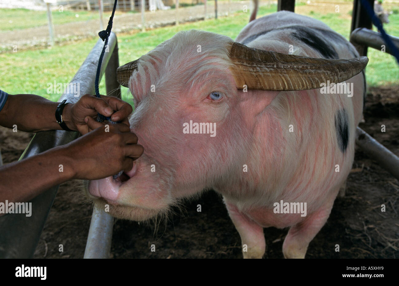 Buffalo fair at Rantepao (Tana Toraja - Sulawesi - Indonesia) .Marché aux buffles de Rantepao (Tana Toraja - Célèbes -Indonésie) Stock Photo