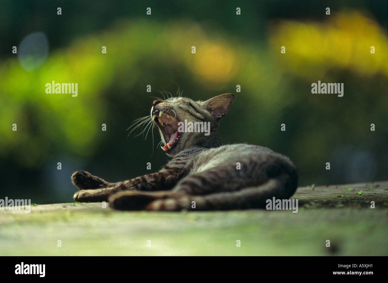 A yawning and stretching cat in a park of Colombo (Sri Lanka). Chat baillant et s'étirant dans un parc de Colombo (Sri Lanka). Stock Photo