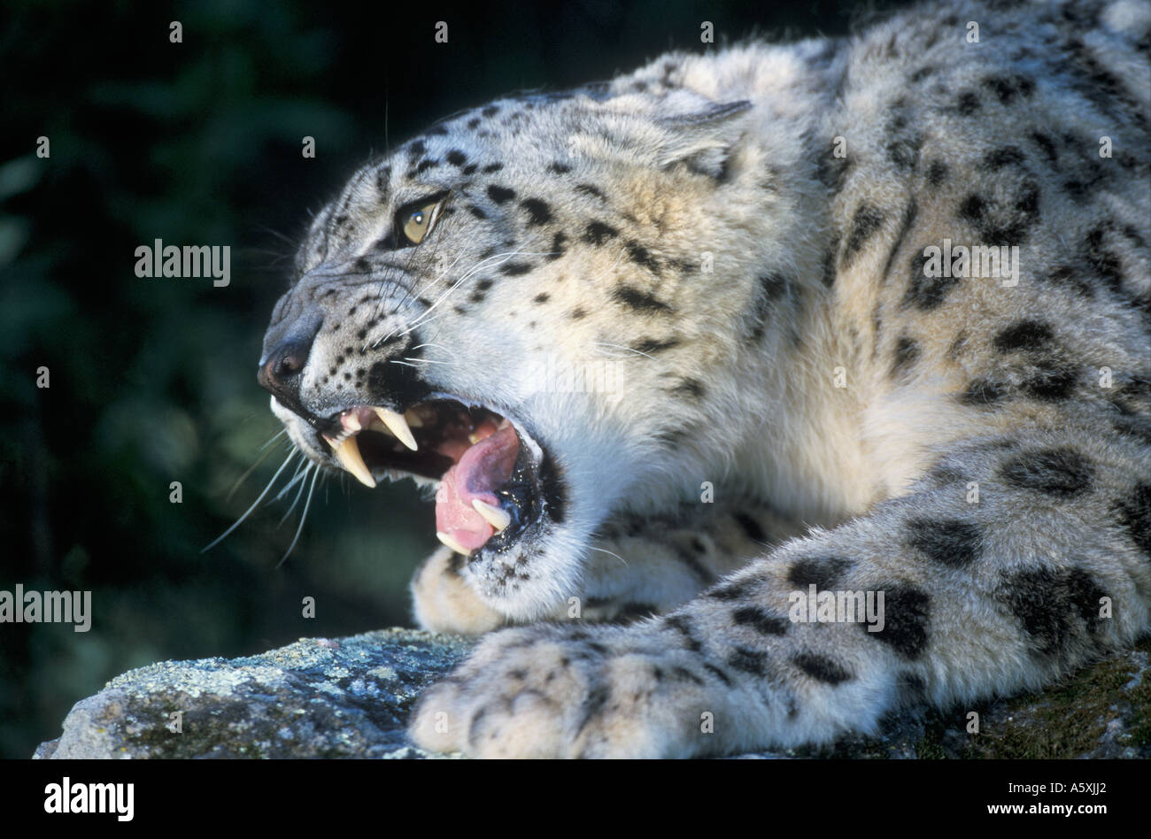 Snow leopard ( Panthera Uncia) Roaring Stock Photo