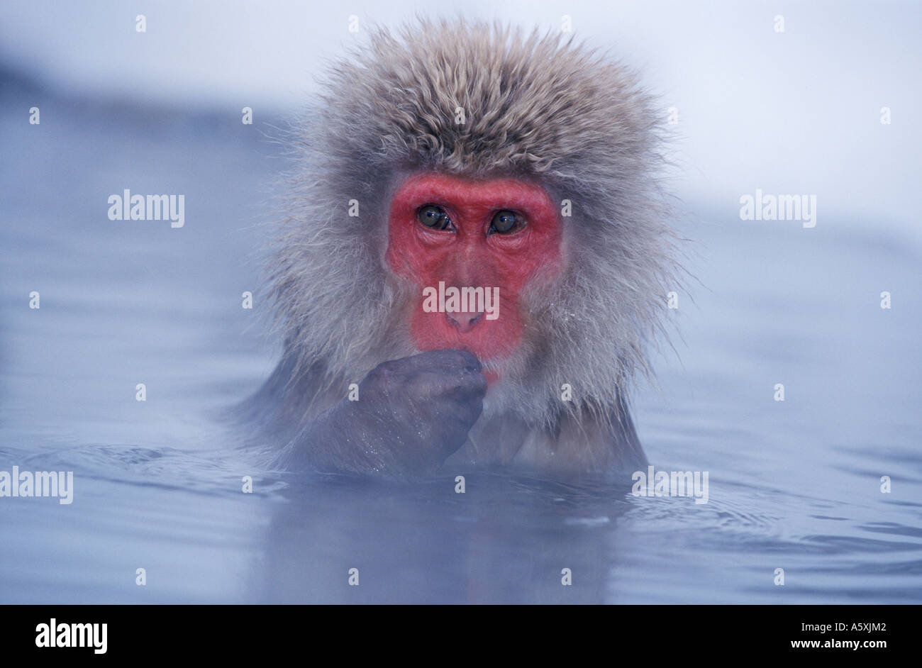Snow Monkey in Hot Springs Jigokudani Honshu Japan Stock Photo - Alamy