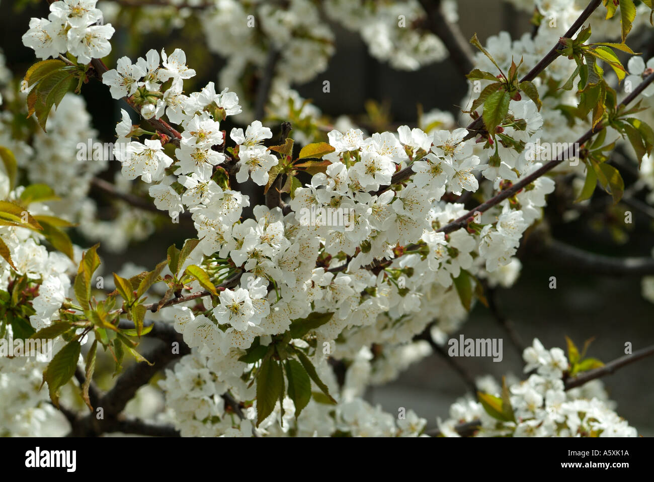 Flowers cherry blossom tree hi-res stock photography and images - Alamy