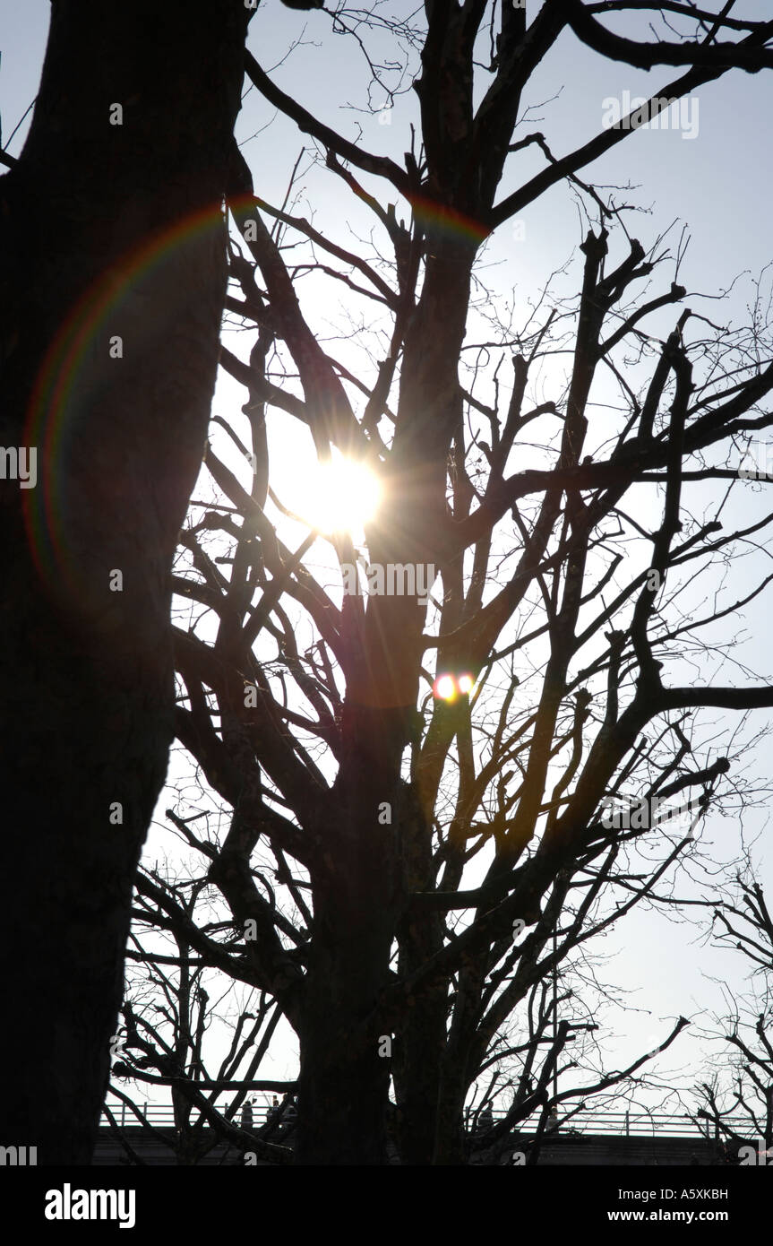 Black silhouette tree hi-res stock photography and images - Alamy
