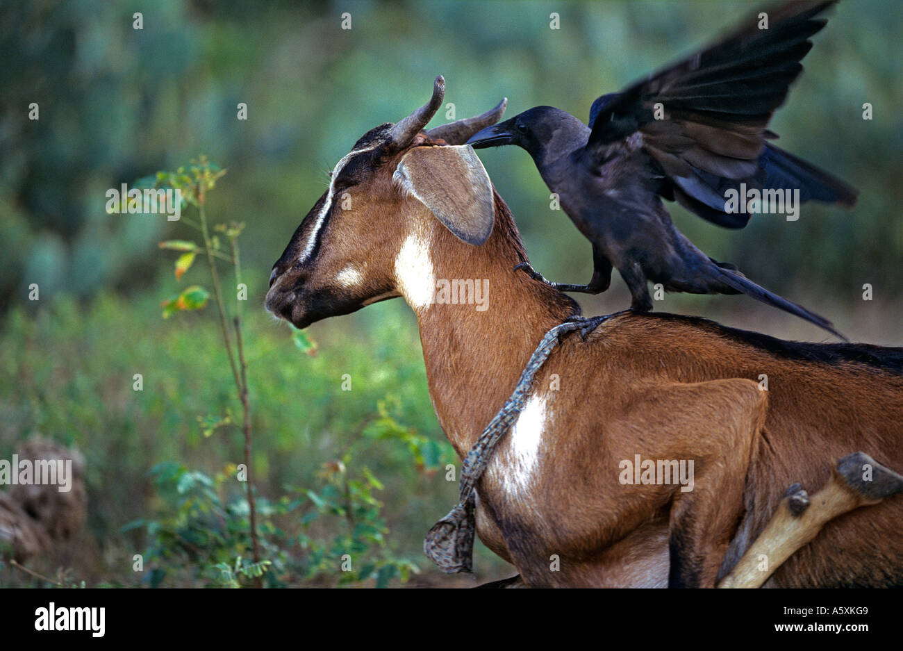 Crow pinching a goat ear (Sri Lanka). Corbeau pinçant l'oreille d'une chèvre (Sri Lanka). Stock Photo
