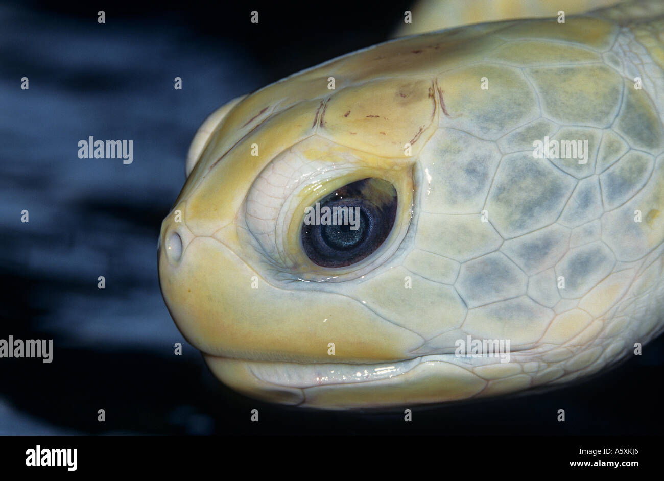 An albino turtle's head (Chelonia mydas). Tête de tortue marine albinos (Chelonia mydas). Stock Photo